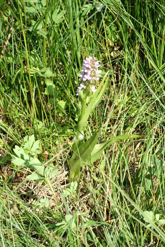 Orchidaceae Orchis